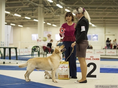 Specialty Labrador Show, Saint-Petersburg, Russia, Judge: Teslenko O.