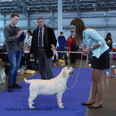 14.04.2018 National Dog Show Saint-Petersburg