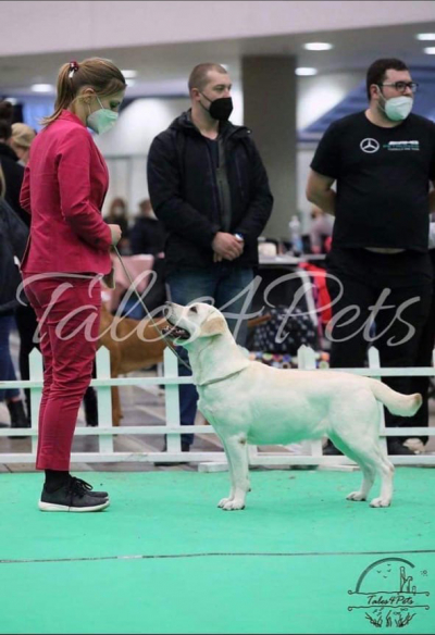 Литва , Вильнюс, Международная выставка собак ( CACIB-FCI)