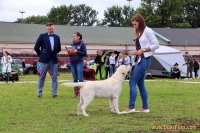 07.07.2018 St. Petersburg, Speciality Dog Show
