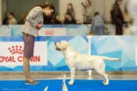 Moscow. International dog show &quot;Russia&quot;.