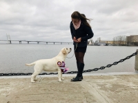 10.11.2018 St. Petersburg National Dog Show