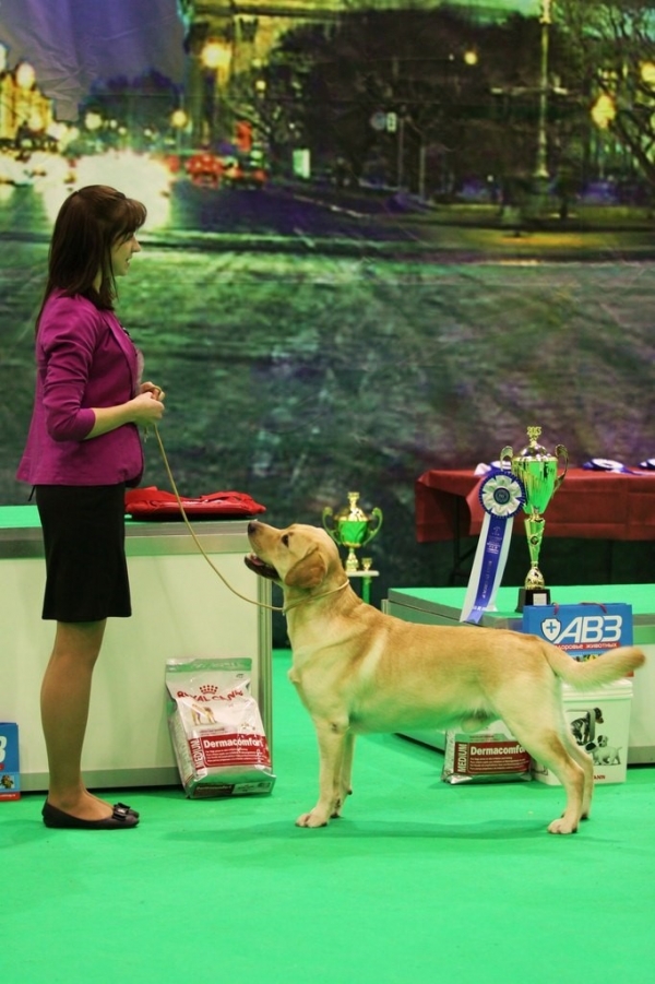 Международная выставка собак &quot;Кубок президента-2013&quot;, (CACIB-FCI)