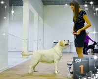 17.11.2018 Санкт-Петербург Монопородная выставка ( 42 собаки )